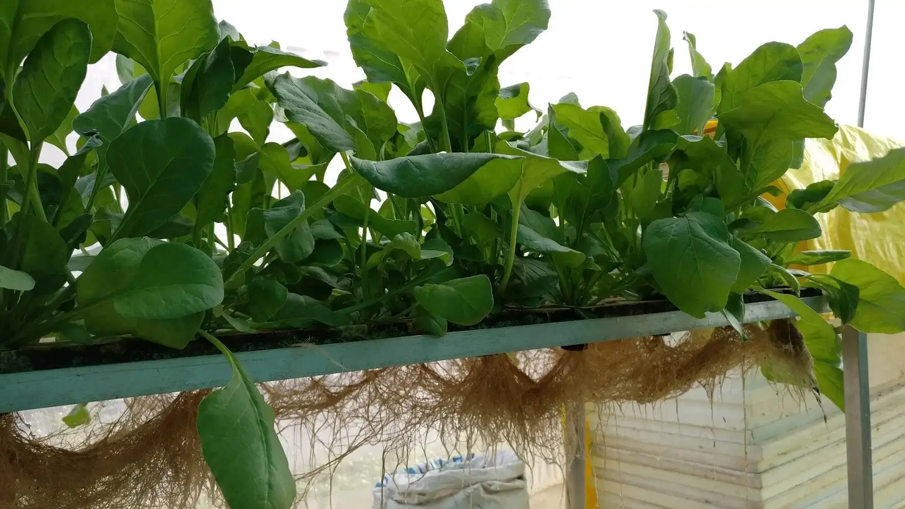 System Cycling , Adding Fish and Plants in Aquaponics Image